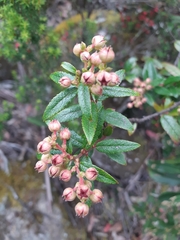 Gaultheria hispida