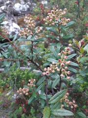 Gaultheria hispida