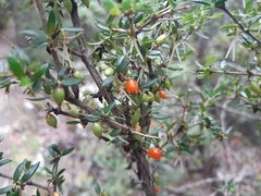 Coprosma nitida