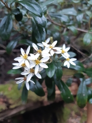 Olearia persoonioides