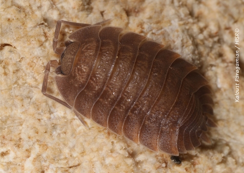 Trachelipus cavaticus
