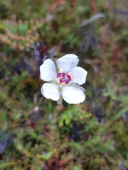 Drosera murfetii