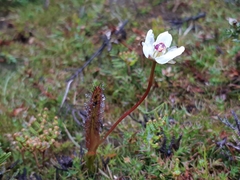 Drosera murfetii
