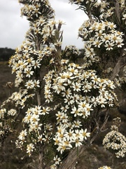Olearia pinifolia