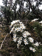 Olearia pinifolia