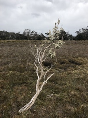 Olearia pinifolia