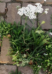 Achillea millefolium