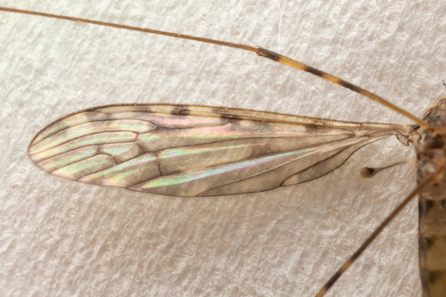 Sixspot Cranefly