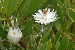 Xerochrysum papillosum