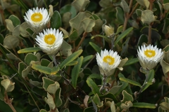 Xerochrysum papillosum
