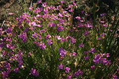 Chironia jasminoides