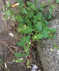 Galinsoga quadriradiata