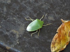 Halyabbas unicolor