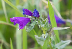 Echium sabulicola