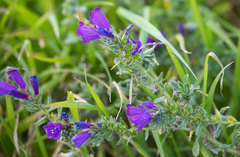 Echium sabulicola