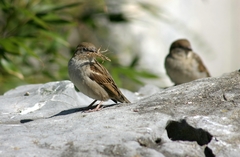 Passer domesticus
