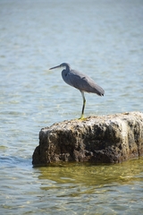 Egretta gularis