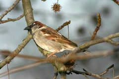 Passer domesticus