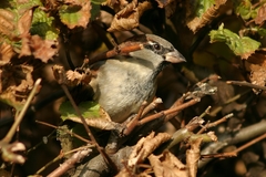 Passer domesticus