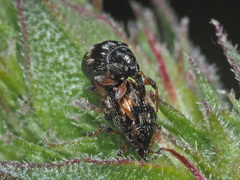 Nanophyes marmoratus