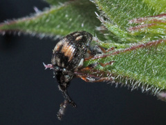 Nanophyes marmoratus