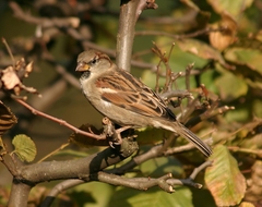 Passer domesticus