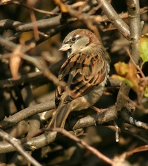 Passer domesticus