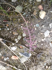 Ledebouria floribunda