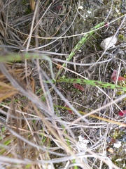 Ledebouria floribunda