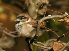 Passer domesticus