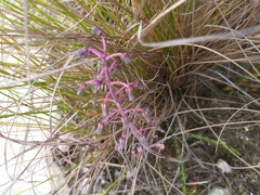 Ledebouria floribunda
