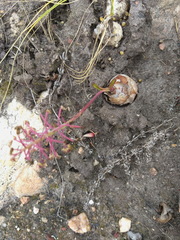 Ledebouria floribunda