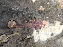 Ledebouria floribunda