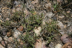 Urochloa serrata