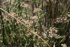 Helichrysum teretifolium
