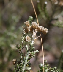 Helichrysum teretifolium