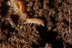 Graeconiscus guanophilus