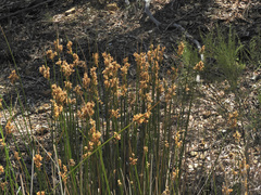 Juncus procerus
