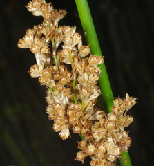 Juncus procerus