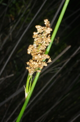 Juncus procerus