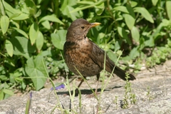 Turdus merula