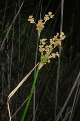 Juncus procerus