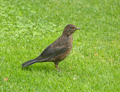 Turdus merula
