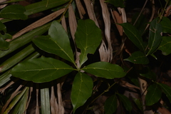 Cissus sterculiifolia
