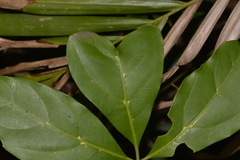 Cissus sterculiifolia