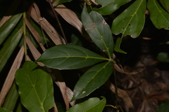 Cissus sterculiifolia