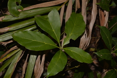 Cissus sterculiifolia