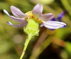 Senecio umbellatus