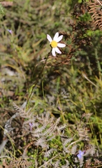 Senecio umbellatus
