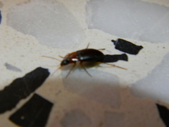 Calathus melanocephalus